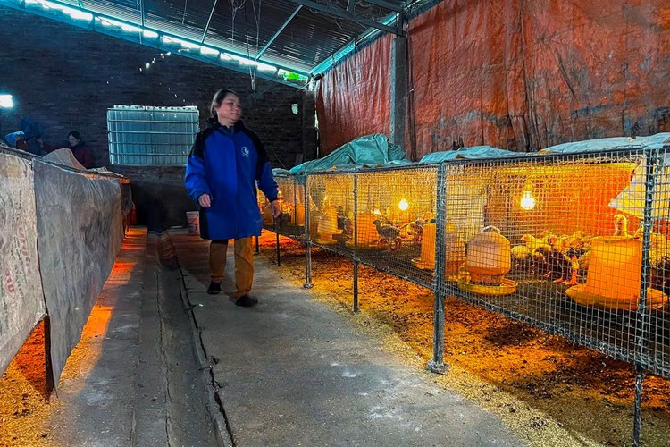 Meet Bigfoot chickens that roam Vietnam dining tables during Tet