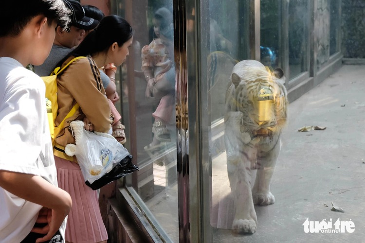 Saigon zoogoers allowed to play tug of war with tiger on Tet holiday