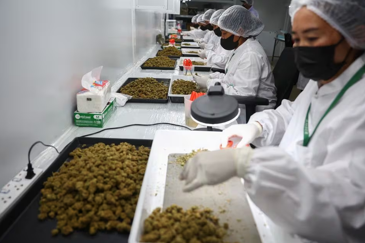 Thailand to ban recreational cannabis use by year-end, health minister says