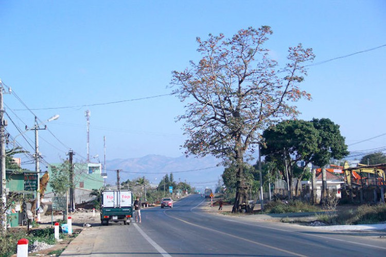 Locals disheartened as century-old red silk-cotton tree uprooted in Vietnam’s Central Highlands