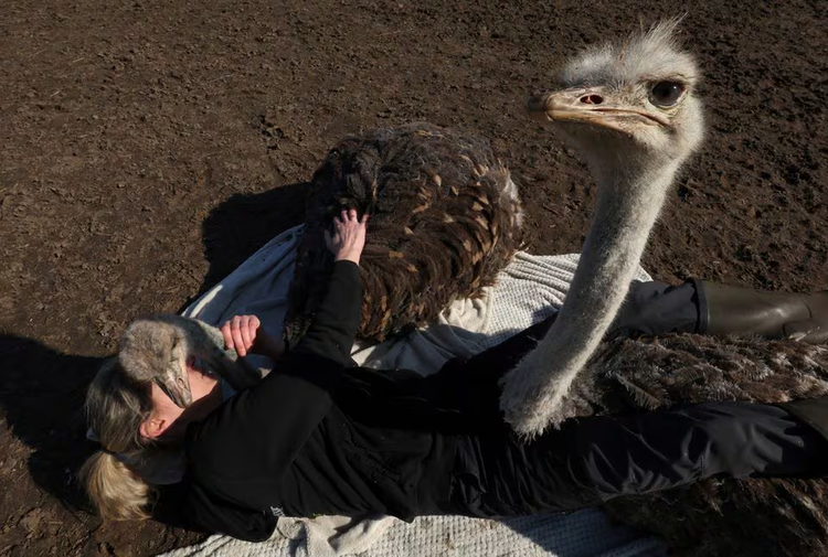 Ostrich hugs on offer at Belgian animal rescue farm