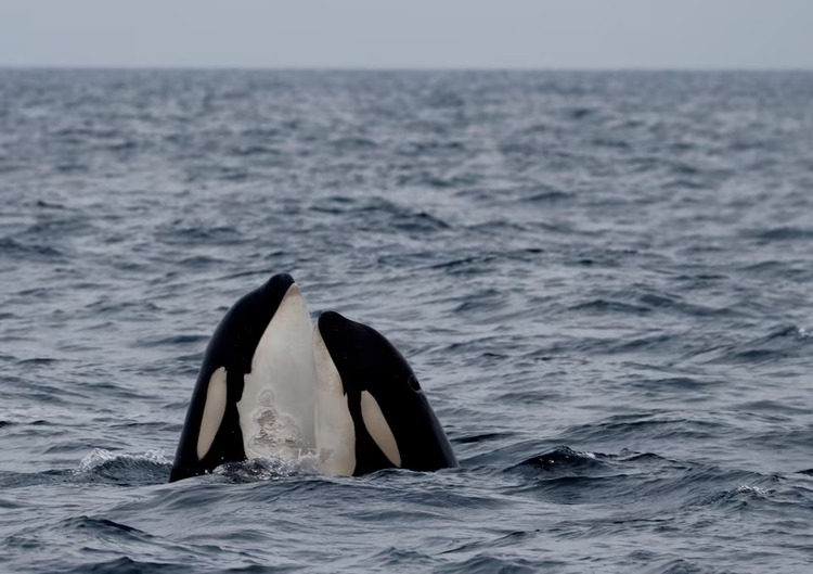 Why did menopause evolve? New study of whales gives some clues