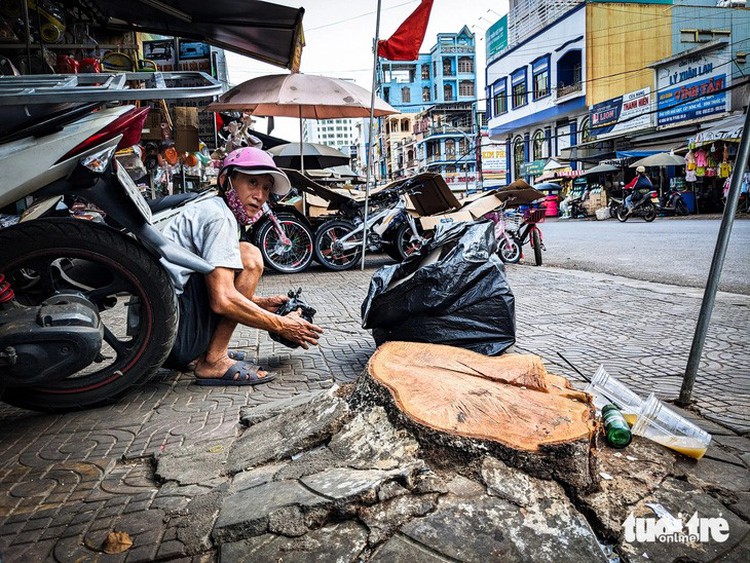 Large trees cut down for road expansion in Vietnam’s Gia Lai