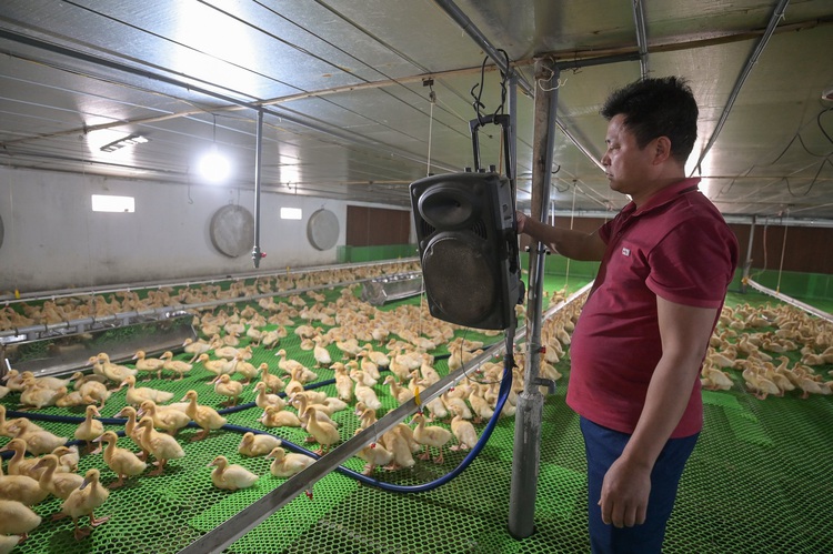 Exploring the rise of musical duck farming in northern Vietnam
