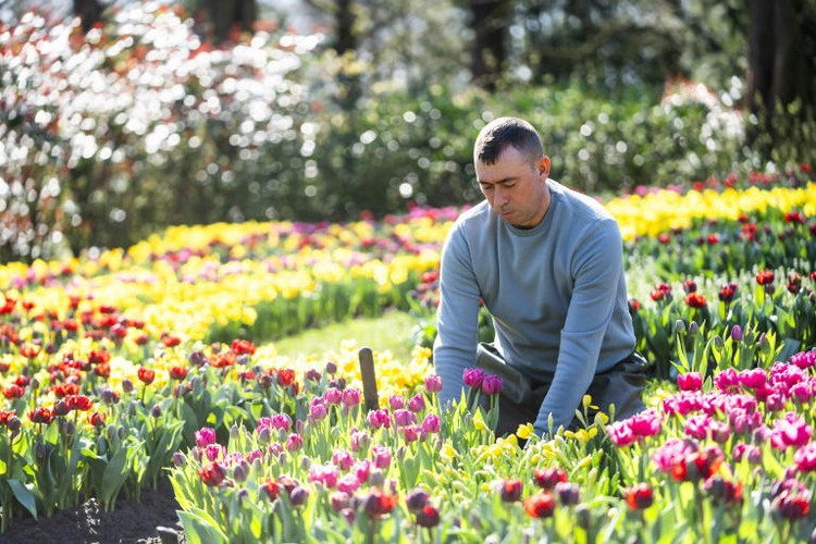 Blooming good: World's biggest tulip garden marks 75th edition