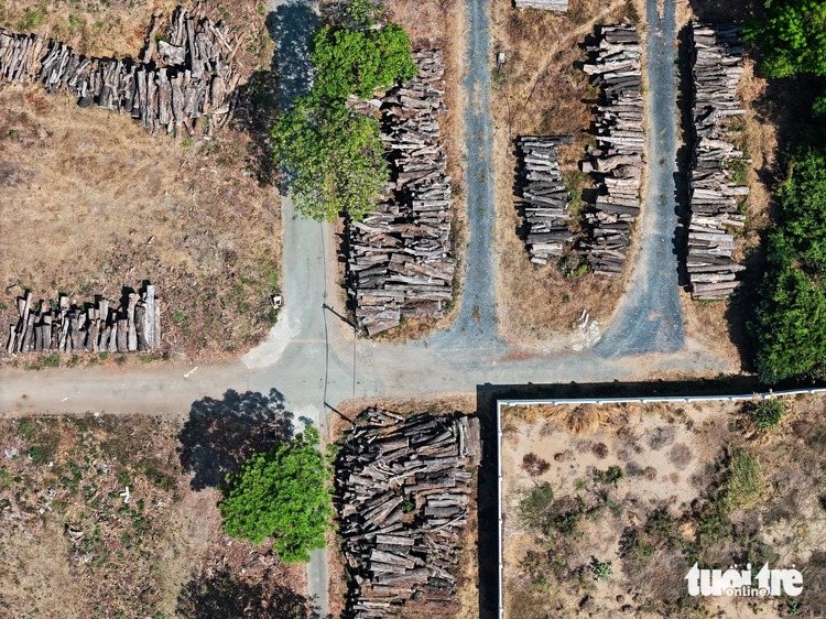 Logs of street trees pending auction suffer sun, termite damage in Ho Chi Minh City