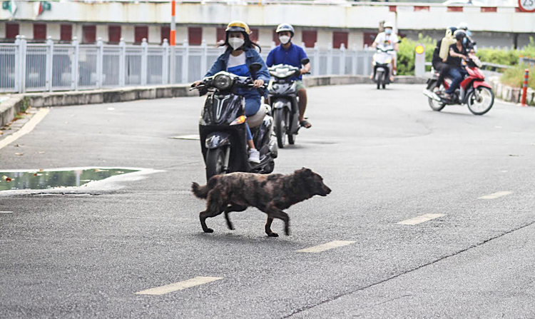 Rabies immunization costs Vietnamese $8mn in Jan-Mar