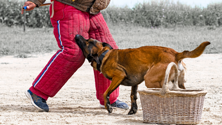 Do dog owners take legal responsibility for dog bites?