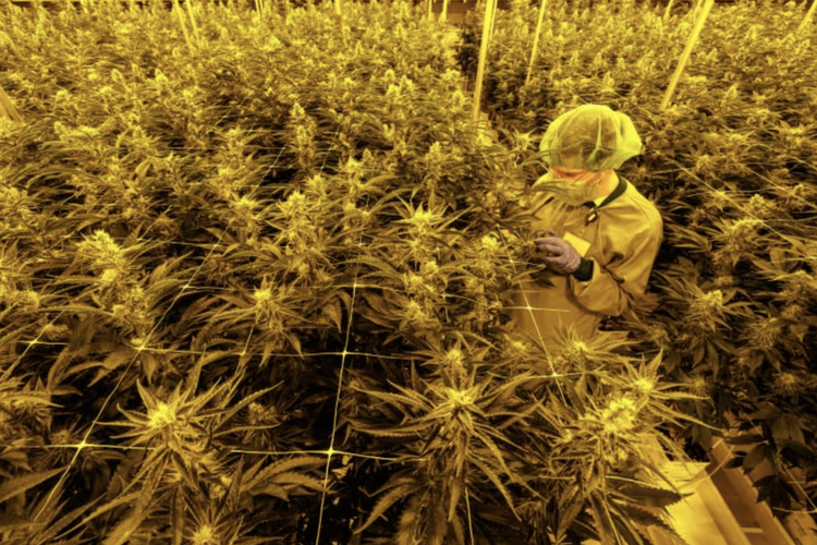 Germany's legal weed sparks calls to protect young people