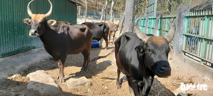 Gaurs spotted by cameras at south-central Vietnam national park
