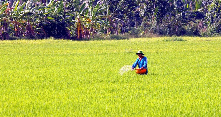 US-funded $4.4mn Fertilizer Right Project launched in Vietnam for proper fertilization