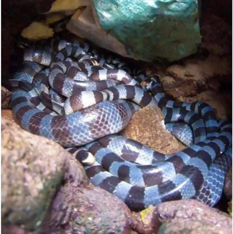 Official rejects report of world’s most venomous snakes on south-central Vietnam island