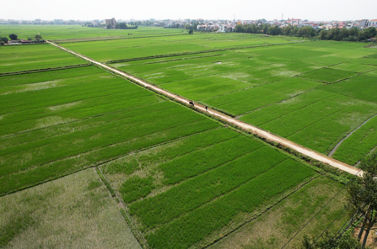 Foreign tourists keen on experiencing farm life in central Vietnam