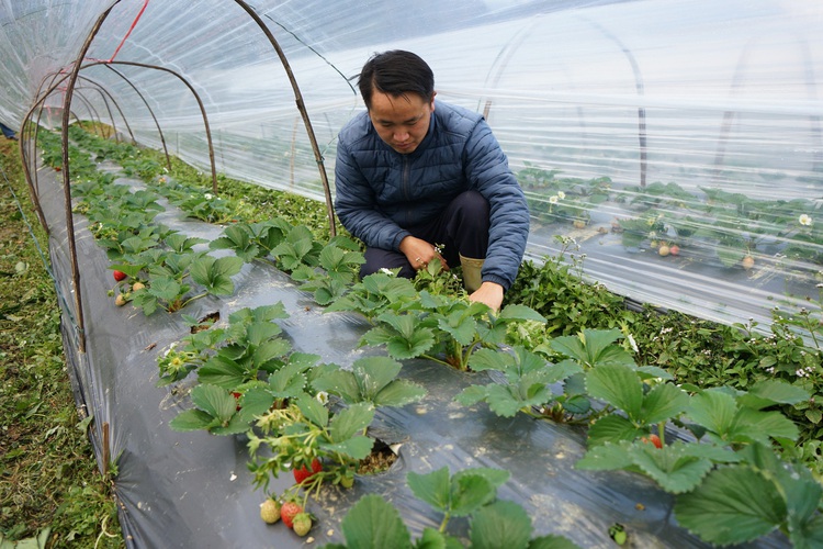 Mong ethnic man pioneers kale farming in Vietnam’s northern mountainous village