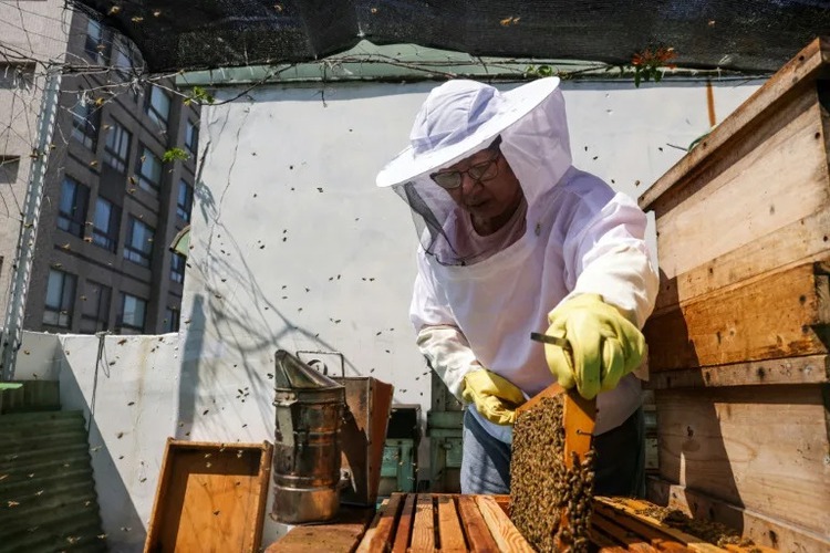 Sweet lessons: Taiwan urban beekeeping gets positive buzz