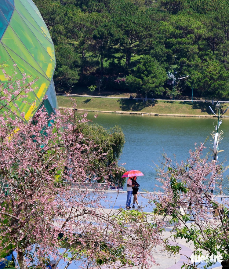 Unprecedentedly abnormal cherry-like apricot blossoms bloom in Vietnam’s Da Lat