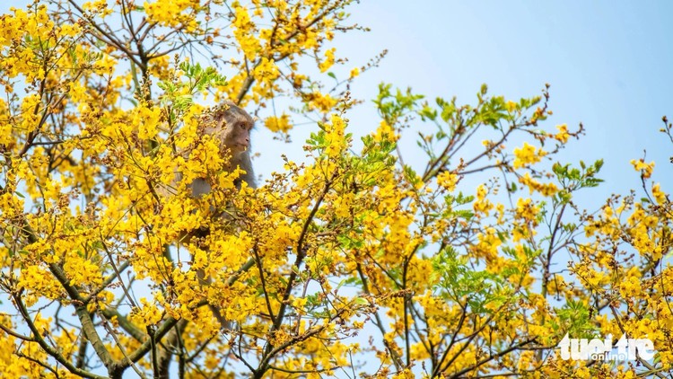 Blooming yellow flamboyant blankets Son Tra Peninsula in Vietnam's Da Nang