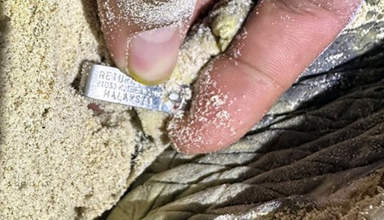Endangered sea turtle from Malaysia lays eggs on Vietnam island