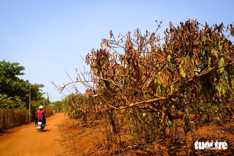 Severe drought scorches coffee plantations in Vietnam’s Central Highlands