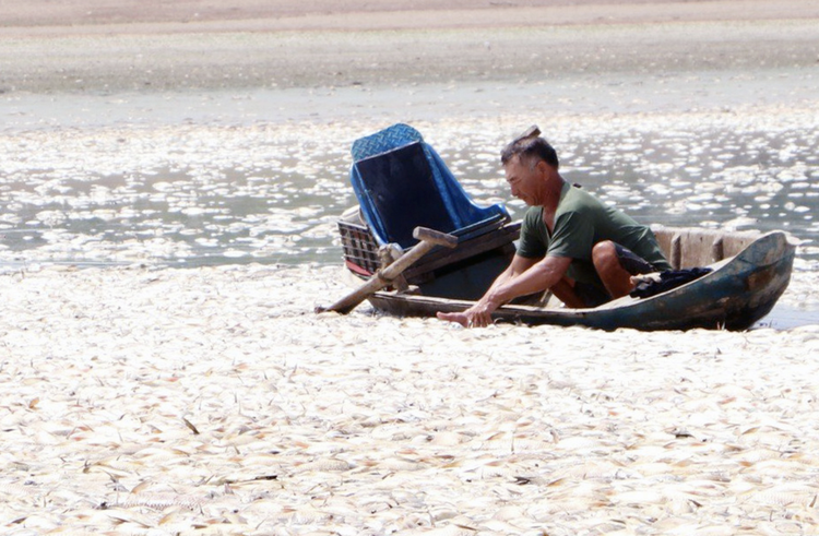 Dead fish blanket lake in Vietnam’s Dong Nai Province