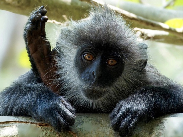 7 endangered Indochinese silvered langurs resurface at Vietnam’s Central Highlands national park after 5 years