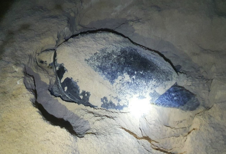 First turtle lays eggs on Quy Nhon beach in south-central Vietnam this year