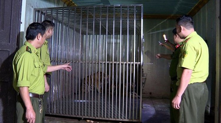 Man prosecuted for illegally keeping 2 tigers in captivity in northern Vietnam