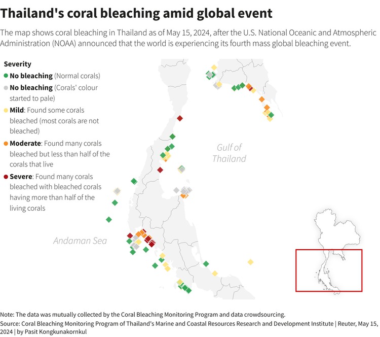 'Boiling not warming': Marine life suffers as Thai sea temperatures hit record