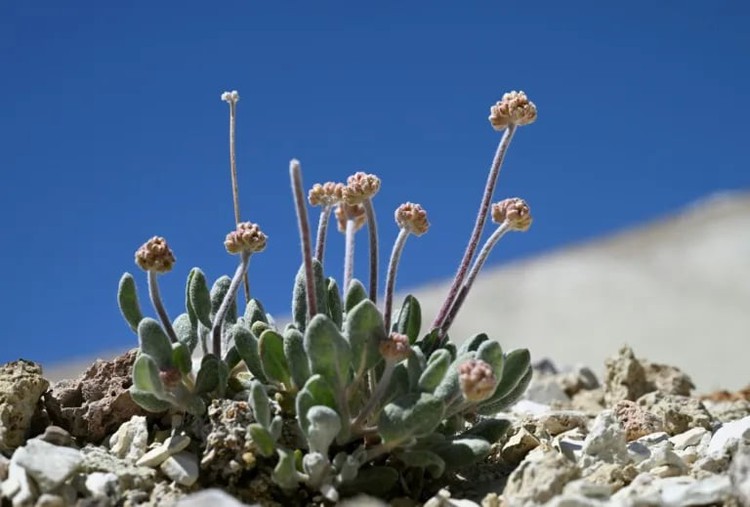 Flower or power? Campaigners fear lithium mine could kill rare plant