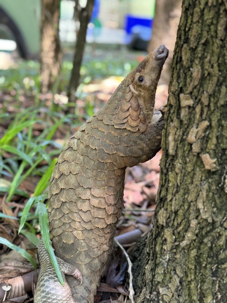 Rescued pangolins recover, give birth in central Vietnam