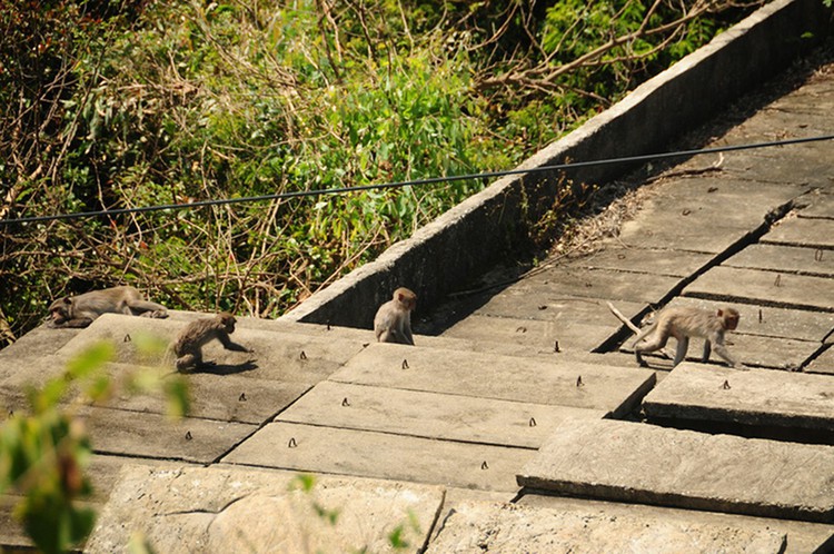 Wild monkeys rampage preschool in central Vietnam