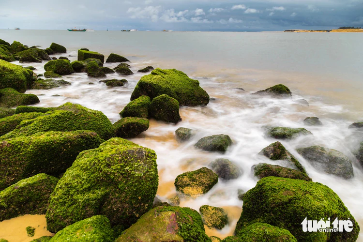 Vietnam’s Quang Tri eyes sale of carbon credits stored in seagrasses