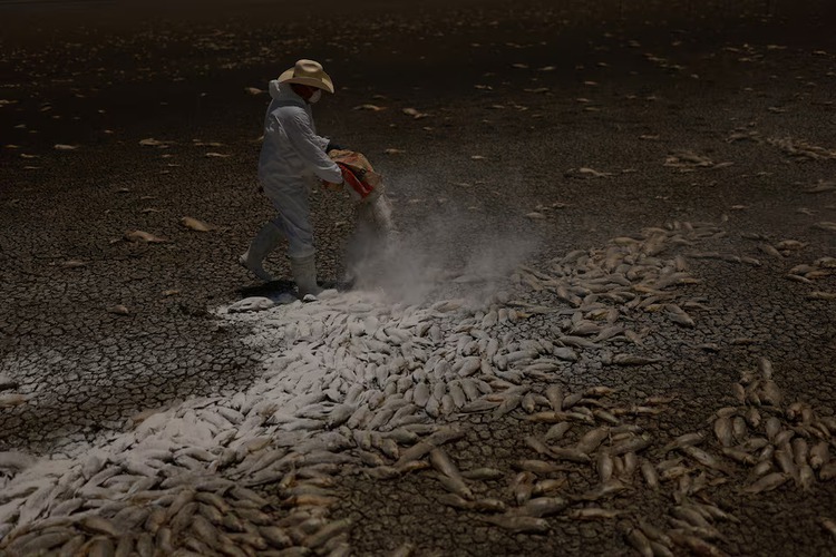 Mass fish death in Mexico's Chihuahua State blamed on severe drought