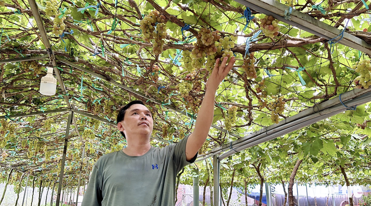 Fruitful vineyard in southern Vietnam offers visitors free admission