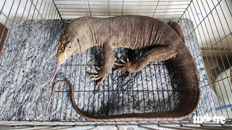 Resident hands over endangered clouded monitor to rangers in Ho Chi Minh City