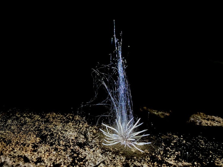 Strange creature discovered in Phong Nha - Ke Bang national park cave