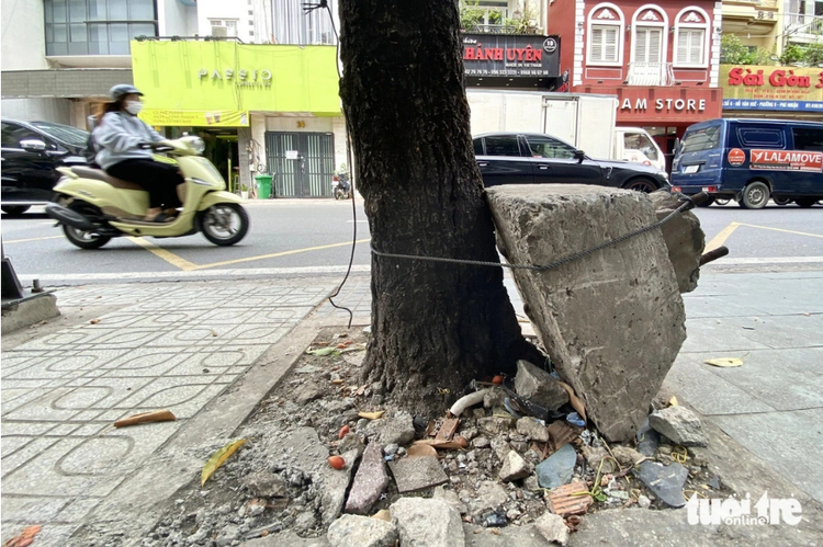 Plenty of trees at risk from concrete, nails, chains in Ho Chi Minh City