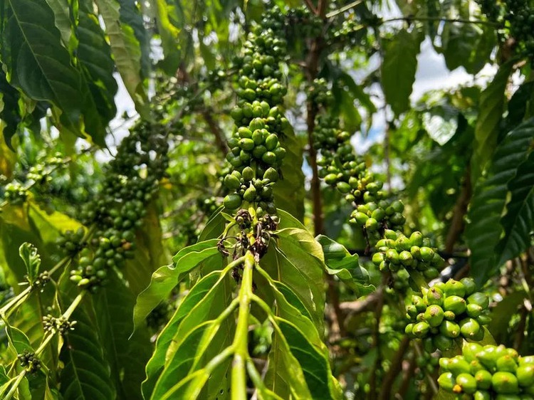 Some Vietnam coffee farms thrive despite drought, but may not stop espresso price hikes