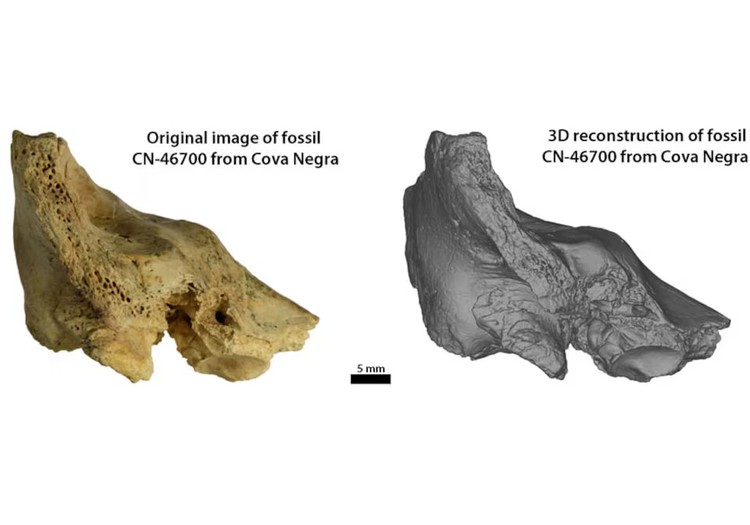 Fossil of child with Down syndrome hints at Neanderthal compassion