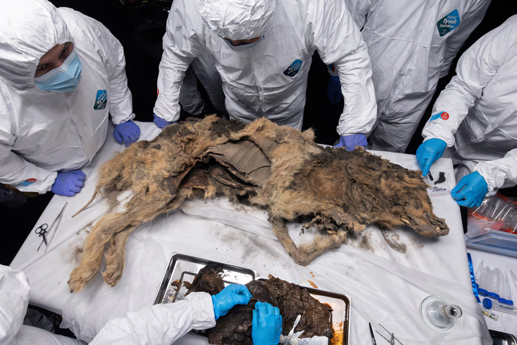 Russian scientists conduct autopsy on 44,000-year-old permafrost wolf carcass
