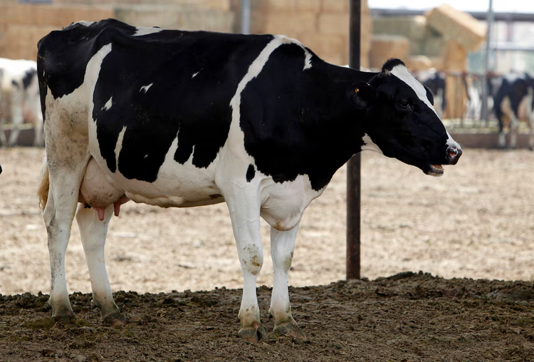 Scientists wary of bird flu pandemic 'unfolding in slow motion'