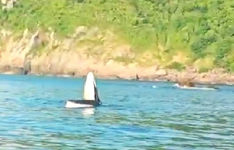 Whale spotted off south-central Vietnam coast