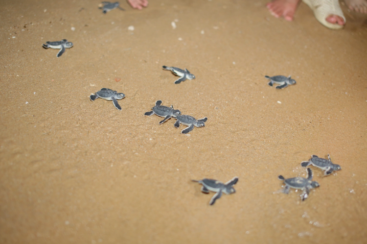 Residents excited to see dozens of turtle hatchlings waddling toward ocean in Vietnam