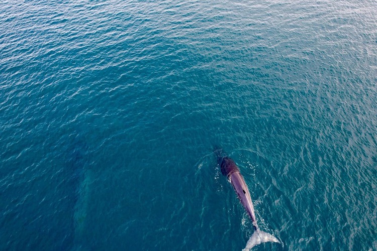 2 whales spotted hunting off coast of south-central Vietnam