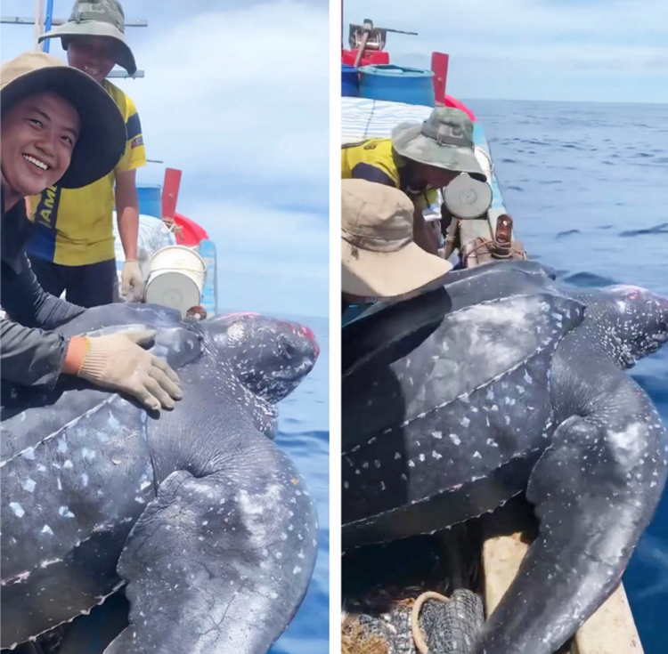 200kg leatherback sea turtle released back into wild after getting entangled in net in Vietnam