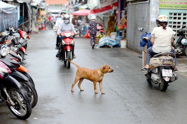 56 people die of rabies in Vietnam in January-July