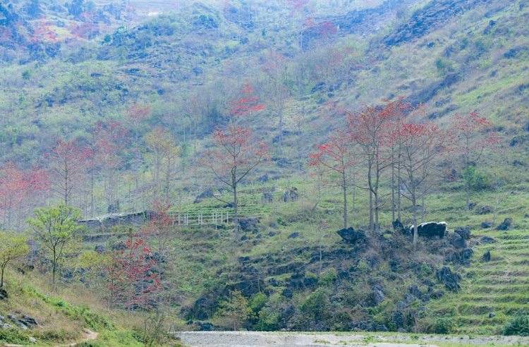 Ha Giang: A cultural treasure in Vietnam beckoning international visitors