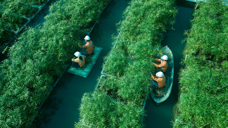 Vietnam’s Masan Group honored with 3 ESG categories in Top 50 Corporate Sustainability Awards
