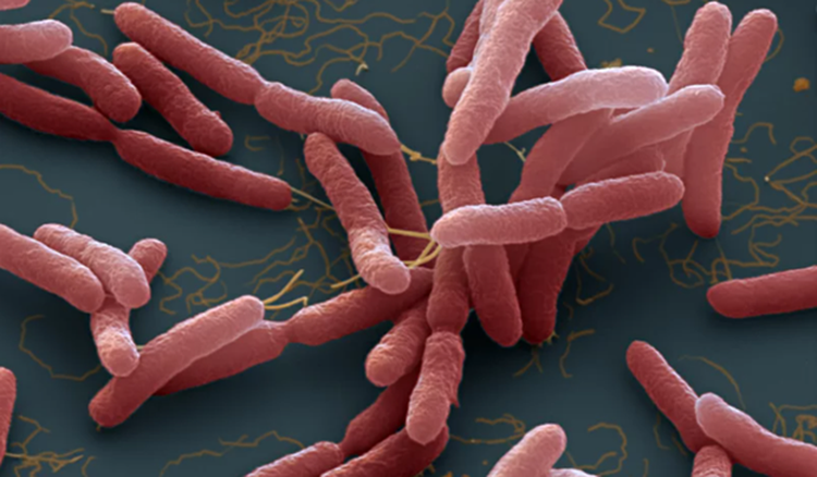 2 children diagnosed with Whitmore’s disease in north-central Vietnam