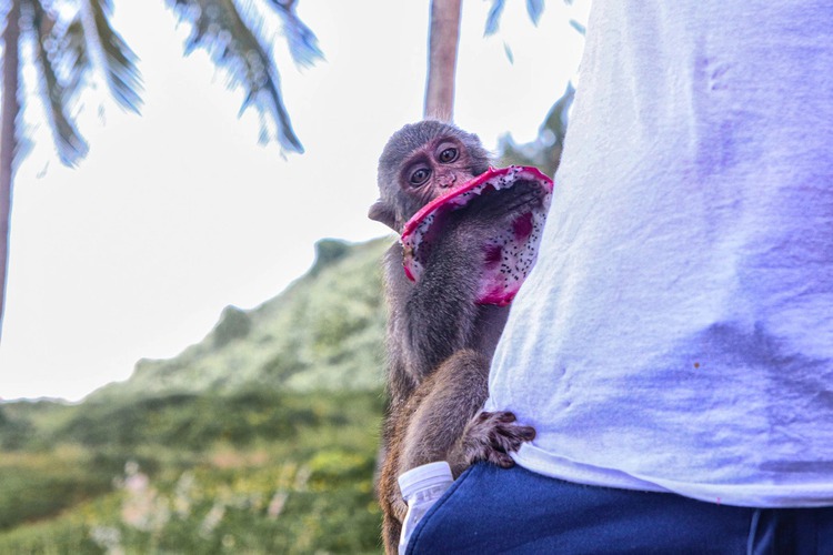 Wild monkeys harass tourists on Vietnam’s Son Tra Peninsula